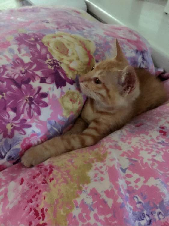 “beat365官网”风云岛行动流云星织怎么得 流云星织装备介绍(图1) beat365亚洲体育官方网站