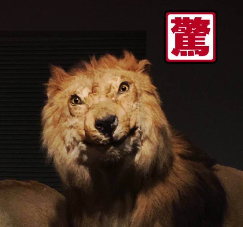 农村俗语“一个猪肚三副药”是什么意思?有何功效和作用?“beat365官网”(图1) beat·365